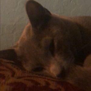 Meet your Posher, Pancho